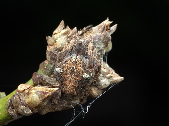 Photo of Socca pustulosa (Knobbled Orbweaver) by flossiepip. Attribution: (c) Tom, some rights reserved (CC BY).