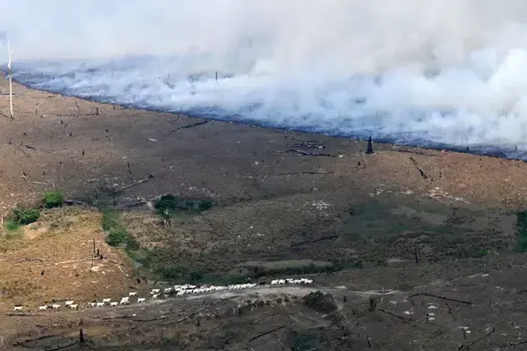 Des incendies criminels contribuent régulièrement à la déforestation de l'Amazonie, au bénéfice des éleveurs de bœufs.