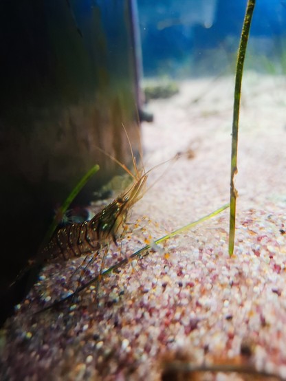 Eine Garnele in einem Aquarium.