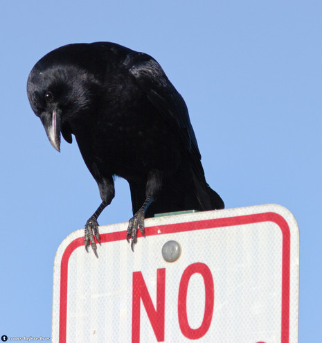 A crow sitting on top of a sign -- the photo is cropped so all we can see is "NO". A bright blue sky behind.