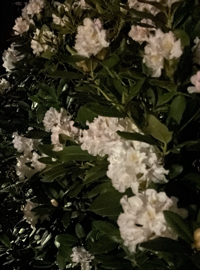 Rhododendronblüten in dunkelgrünem Blattwerk. Die Blüten sind weiß mit einem Hauch rosa und sehen etwas unscharf aus.