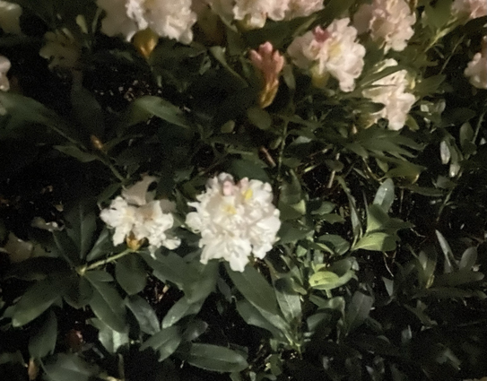 Rhododendronblüten in dunkelgrünem Blattwerk. Die Blüten sind weiß mit einem Hauch gelb und rosa und sind stärker beleuchtet als der Rest des Busches. Nur unten rechts im Bild sind noch einige Blätter stärker beleuchtet.
