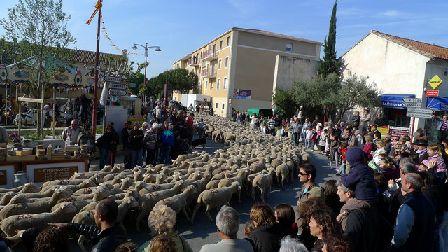 Photo of a parade of sheep on a road admired by spectators.

CC BY Jean-Louis Zimmermann: transhumance festival (Jonquières,FR84)

https://www.flickr.com/photos/jeanlouis_zimmermann/4666417411/