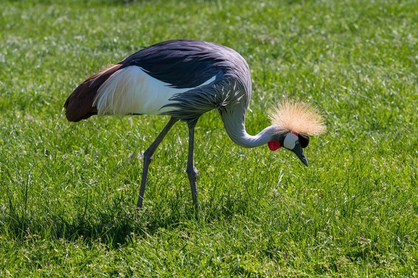 A grey crowned crane is foraging on green grass. The bird has a distinctive yellow and tan crest, red cheek patches, and a combination of grey and white feathers on its body.