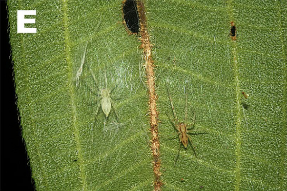 Figure from the paper. A female (left, light green) and male (right, light brown with darker brown lines) Eldar galadrielae on a silk-covered leaf.