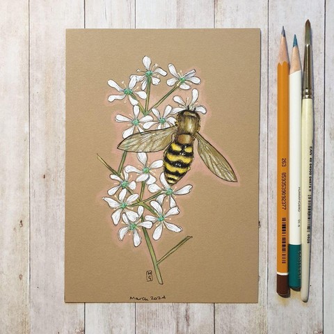 A colour drawing of a yellow and black hoverfly on white flowers. Hoverflies are common throughout the world and can be found on all continents except Antarctica.
An original art work
Colour pencil and mixed media on acid free toned artist paper
5 by 7 inches (12.7 by 17.8 cm). This is a standard photo Size in the UK and USA and should be easy to DIY frame.
Sold unframed