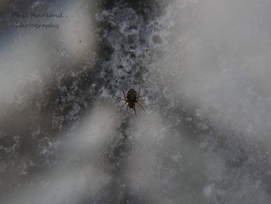 A 3mm spider making its web on a pane of glass on the greenhouse taken with a x10 magnification lens. The spider is brown with dark stripes on its legs and body. The greenhouse glass is quite dirty with out of focus items behind.