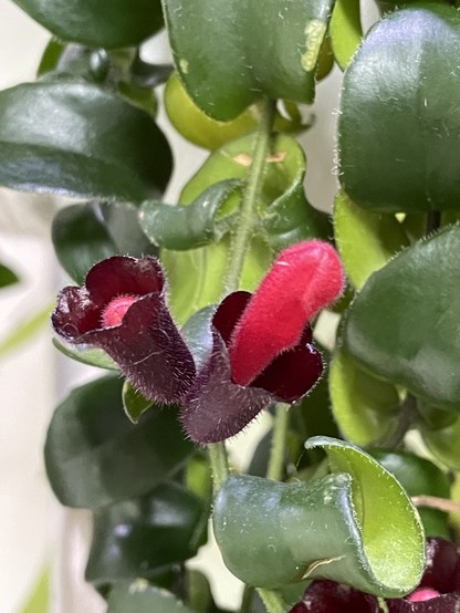 The red flowers of a lipstick plant are starting to emerge from their purple cases. Thick, glossy dark green leaves come out from long green stems.