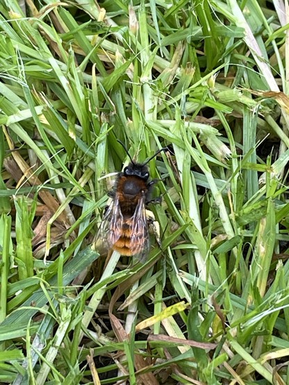 A female Tawny miner bee on the grass. She has dark brown hairs on her body with tawny stripes on her abdomen. Her legs are covered in pollen she has collected.