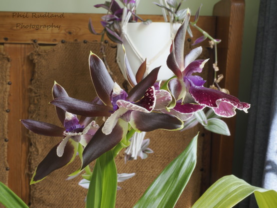 An orchid with dark purple petals which are white underneath and spotted at the edges. Four flowers come from a single stem and the green orchid leaves are below.
Another hanging flowerpot and a hessian covered bench are out of focus behind.