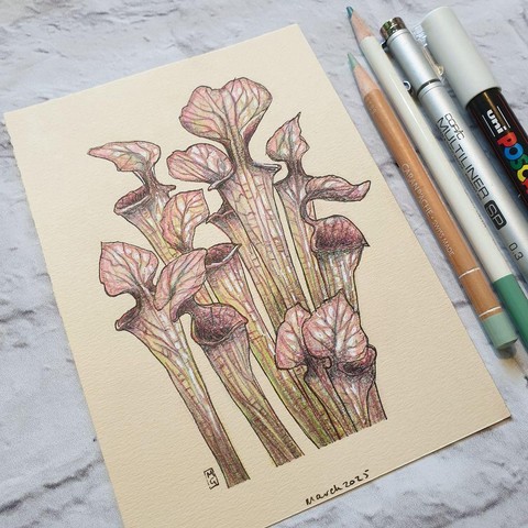 A small drawing of a group of carnivorous pitcher plants. The plants have pink and green tones. The drawing is on cream paper.
Pitcher plants are found in a wide range of habitats with poor soil conditions and rely on insect flesh to obtain nutrients such as nitrogen and phosphorus.
An original art work
Colour pencil and mixed media on acid free toned artist paper
5 by 7 inches (12.7 by 17.8 cm).
Sold unframed