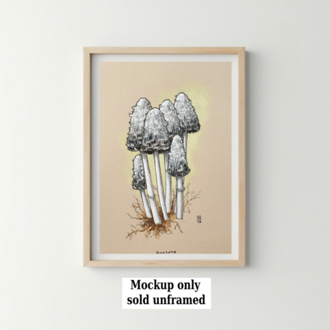A colour drawing of shaggy inkcap mushrooms. Black and white shaggy capped mushrooms with white stalks. It is widespread and common on roadside verges, parkland, grassland and gardens, growing in small groups. It is edible when young.
An original art work
Colour pencil and mixed media on acid free toned artist paper
5 by 7 inches (12.7 by 17.8 cm). This is a standard photo size in the UK and USA and should be easy to DIY frame.
Sold unframed
