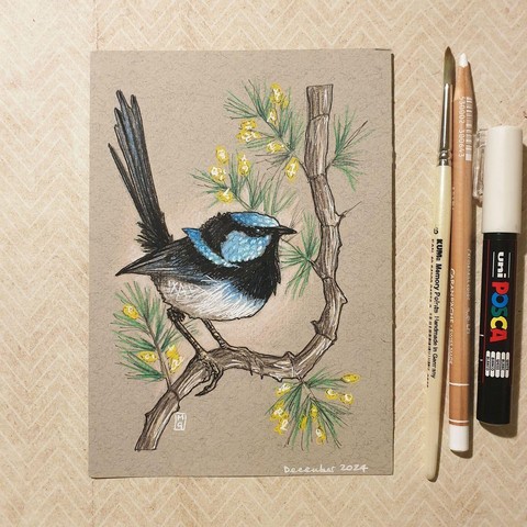 A colour drawing of a superb fairy wren bird sitting on a branch.
This beautiful little bird is common and familiar across south-eastern Australia. The breeding male has a striking bright blue forehead, ear coverts, mantle, and tail, with a black mask and black or dark blue throat.
An original art work
Colour pencil and mixed media on acid free toned artist paper
5 by 7 inches (12.7 by 17.8 cm).
Sold unframed