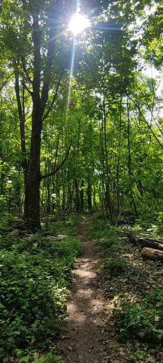 Chemin forestier vert