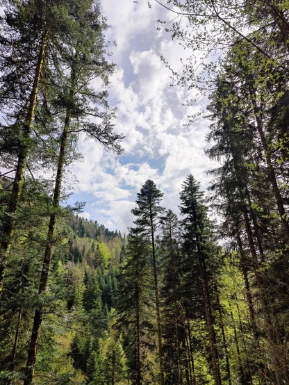 Mille et une nuances de vert avec des pointes de sapin dressées vers un ciel nuageux.