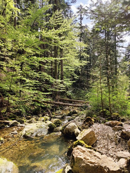 Au pied de la cascade, des arbres sont tombés et traversent l'étendue d'eau au milieu d'autres arbres bien verts.