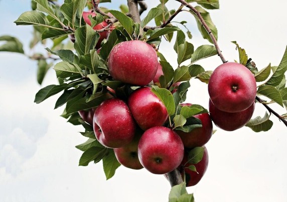 Scientists uncover the genetic landscape of the apple genus