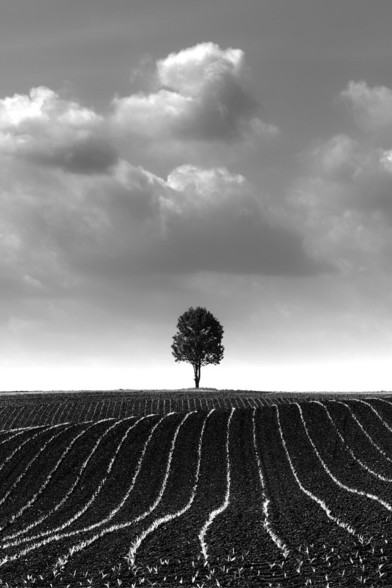 black and white. vertical format. landscape. at the bottom in the foreground a dark coarse field with a hilly undulating profile. on it in accurate lines small delicate plants that stand out brightly from the dark field and lead the eye into the picture. in the center of the picture a single standing tree. above it the cloudy sky with delicate but clear contrasts.