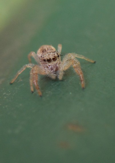 Eine kleine (3-4mm) Springspinne schaut direkt in die Kamera. Vier dunkle, kreisrunde Augen kontrastieren mit dem neigen Körper - die mittleren prominent, die seitlichen kleiner. Einzelne schwarze Haare geben den Eindruck von Wimpern.