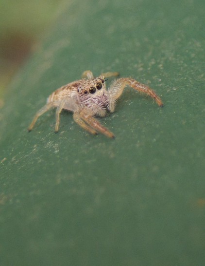 Die gleiche Spinne etwas seitlicher fotografiert. Sie gehört wahrscheinlich zum Genus Hentzia.