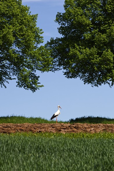 Color. Portrait format. A warm sunny spring day. Vibrant colors. Especially green and blue. In the lower third of the picture is a lush green field of grain that is finished off at the top with a strip of brown field. A stork stands proudly in the middle of the field, as if staged, contrasting in color with the background of the blue sky. Above the stork on the left and right are two leafy, lush green treetops that complete the picture at the top. The treetops are cut in such a way that the tree trunks are not visible. This makes the treetops appear light/weightless and the stork is not visually restricted to the left and right by trunks.