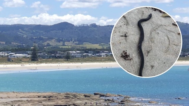 Native sea snake found at Auckland’s Ōmaha Beach was attacked by dog and beaten - DoC