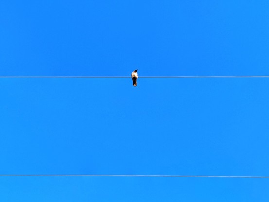 The image shows a bird perched on a power line against a bright blue sky. The bird is small and dark, with a light-coloured belly, and is facing to the left. The power line stretches horizontally across the frame, creating a stark contrast with the clear, uniform blue of the sky. The bird is the central focus, and the image is simple yet striking.