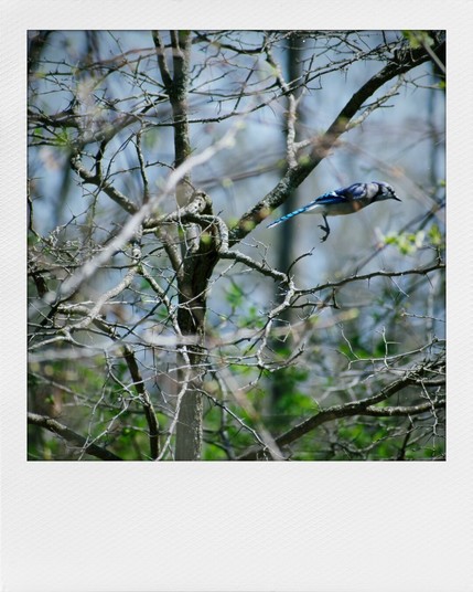A Bluejay is launching itself into flight in a spring forest, where most of the branches are still bare enough that you can see all sorts of exciting bird behavior that gets hidden shortly. There are some small green blobs which are budding leaves and a blue gray sky. The trees look gray in this light.