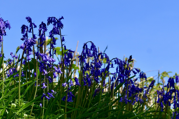 Bluebells against a blue sky.