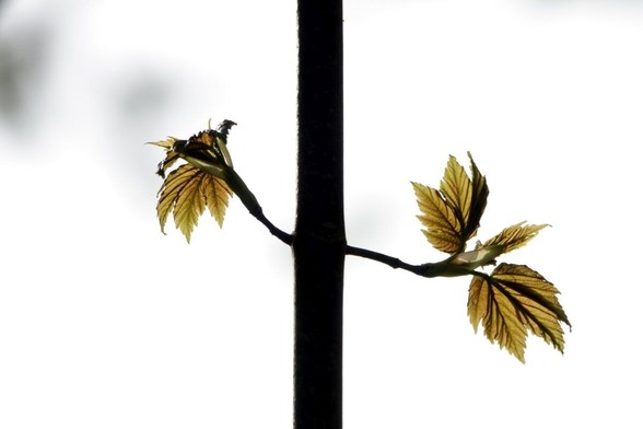 Two fresh leaves on a twig in backlight