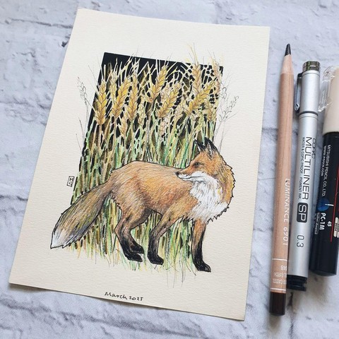 A small drawing of a red fox with a field of wheat in the background. The drawing is on cream toned pastel paper.
Famed for their cunning and stealth, these orangey-red dogs with their bushy tails can be seen in towns and the countryside. They come out mostly at night but can also be seen during the day. They are the UK's only wild member of the dog family.
An original art work
Colour pencil and mixed media on acid free toned artist paper
5 by 7 inches (12.7 by 17.8 cm).
Sold unframed
