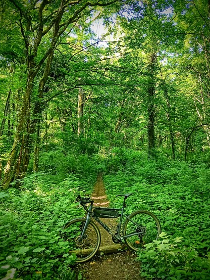 Gravel bike standing in the middle of the track in the forest. The whole picture is green.