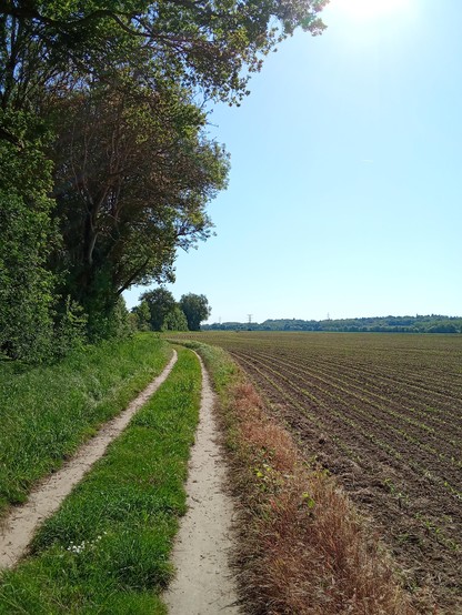 Gravel road along a field. Trees on the left and the sky is blue.