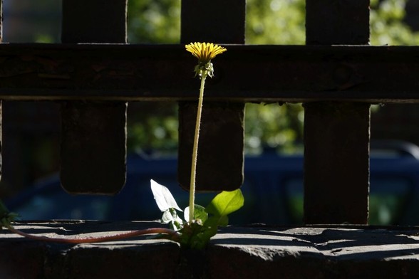 A flowering dandelion in front of a fence
