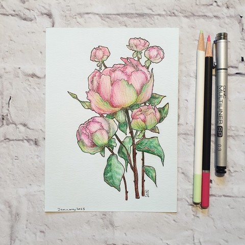 A drawing of a pink peonies on pale blue paper.
Peonies are native to Asia, Europe, and Western North America. They represent romance and love and are considered a good omen of a happy marriage. They're also the traditional flower for 12th wedding anniversaries.
An original art work
Colour pencil and mixed media on acid free toned artist paper
5 by 7 inches (12.7 by 17.8 cm).
Sold unframed