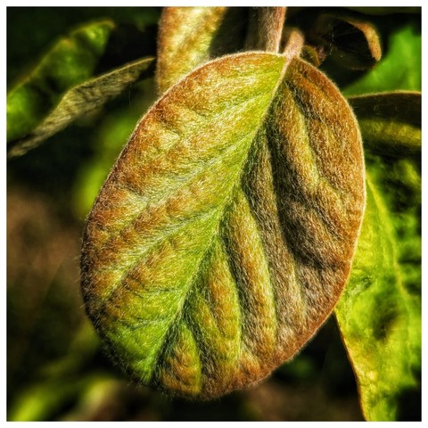 This is a close-up photograph of a single, oval-shaped leaf. The leaf displays a mix of colours, with a prominent light green in the centre transitioning to a brownish-orange around the edges. The surface of the leaf appears slightly fuzzy or downy. Fine veins are visible across the leaf's surface. The leaf is attached to a thin, brown stem. In the blurred background, hints of other green leaves suggest the leaf is part of a larger plant. The lighting is soft and natural, highlighting the texture of the leaf.