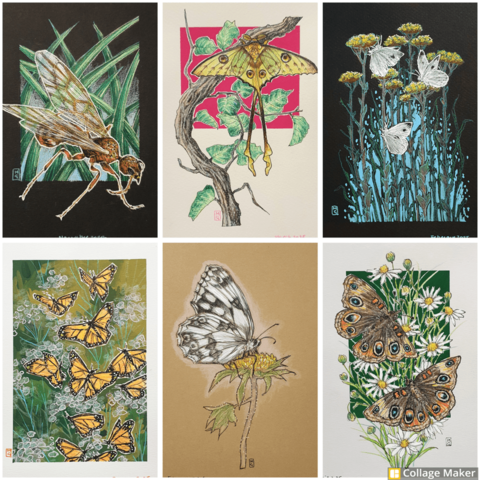 A photo collage of some of my insect drawings:
A winged ant, a Madagascar moon moth, cabbage white butterflies, monarch butterflies, a marbled white butterfly and common buckeye butterflies.