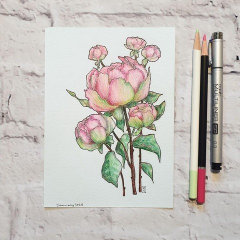 A drawing of a pink peonies on pale blue paper.
Peonies are native to Asia, Europe, and Western North America. They represent romance and love and are considered a good omen of a happy marriage. They're also the traditional flower for 12th wedding anniversaries.
An original art work
Colour pencil and mixed media on acid free toned artist paper
5 by 7 inches (12.7 by 17.8 cm).
Sold unframed
