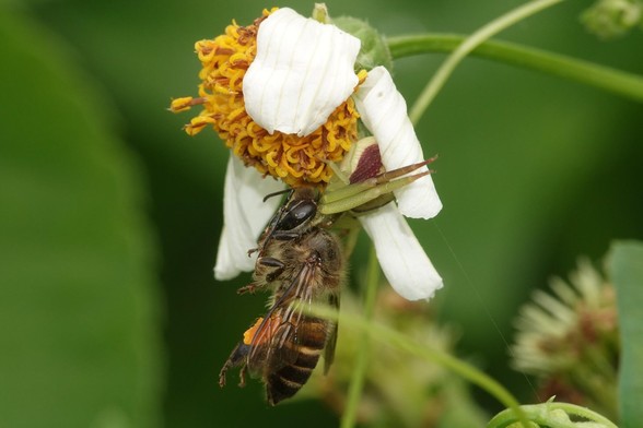 A brown bee with black stripes on the abdomen, caught by a spider with green legs and a brown body. The bee is hanging down from a flower with white petals and yellow centre.