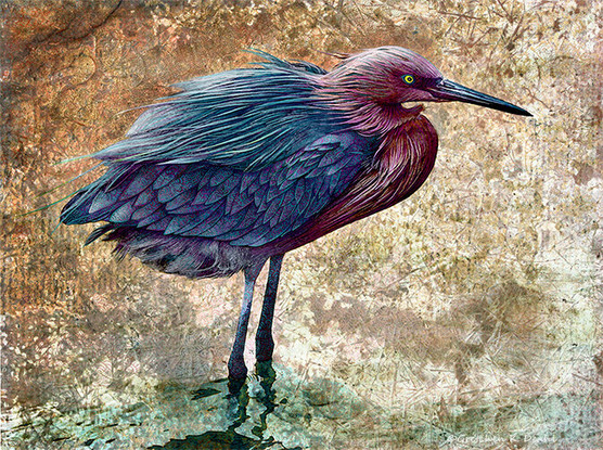 On a highly textured background of gold, orange and green, stands a solitary egret gazing into the distance with one blazing yellow eye.  On top of its Cerulean blue and Tyrian purple feathers and legs, abstract patterns in similar colors are drawn. NOTE: This description created especially for my lovely blind friend, Georgiana. :-)
