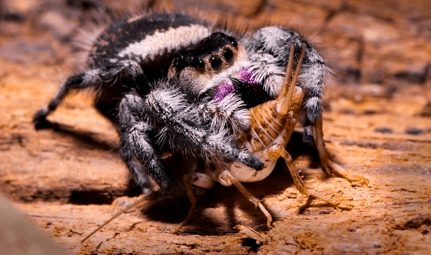 Alt text: A black and white fuzzy regal jumping spider with distinctive eye pattern grasps a cricket with its front legs against a wooden surface, displaying its predatory hunting behavior.     Retry Claude can make mistakes. Please double-check responses.