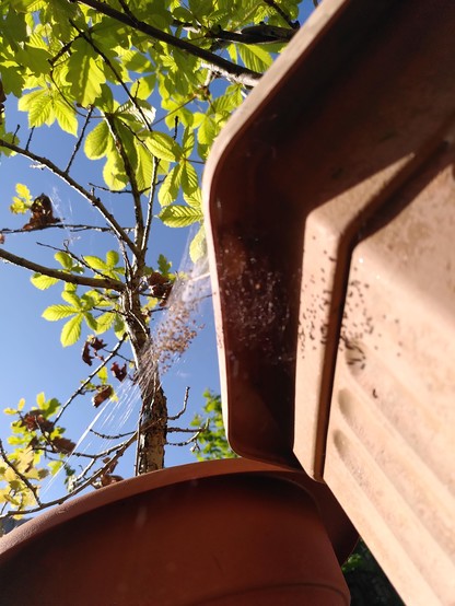 Looking up at two plan pots with the leaves of confined trees in the background. Been the pots as a dense network of spider threads containing tiny yellow and black spiders