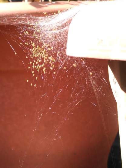Tiny yellow and black dots cluster in a tangle of fine spider threads against the terracotta of a plant pot
