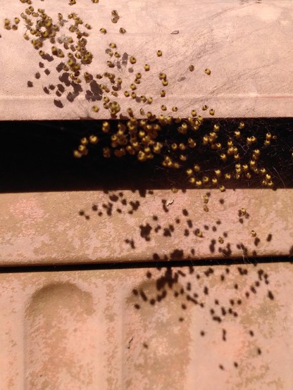 Tiny yellow and black spiders cast tiny shadows of the bleached terracotta of a plant pot