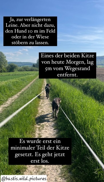 "Ja, zur verlängerten Leine. Aber nicht dazu, den Hund 10 m im Feld oder in der Wiese stöbern zu lassen.
 Eines der beiden Kitze von heute Morgen, lag 5m vom Wegesrand entfernt.
 Es wurde erst ein minimaler Teil der Kitze gesetzt [geboren]. Es geht jetzt erst los."
 @bastis.wild.pictures auf Instagram