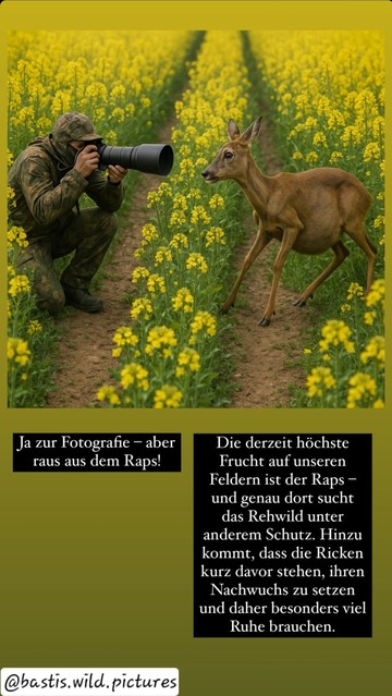 "Ja zur Fotografie - aber raus aus dem Raps.
 Die derzeit höchste Frucht auf unseren Feldern ist der Raps - und genau dort sucht das Rehwild unter anderem Schutz. Hinzu kommt, dass die Ricken kurz davor stehen, ihren Nachwuchs zu setzen und daher besonders viel Ruhe brauchen."

@bastis.wild.life auf Instagram