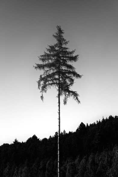 Black and white. Portrait format. In the middle of the forest on a hill. The main motif is a very tall conifer that towers above everything else. The background consists of dense tree growth a few hundred meters away and the cloudless clear sky.