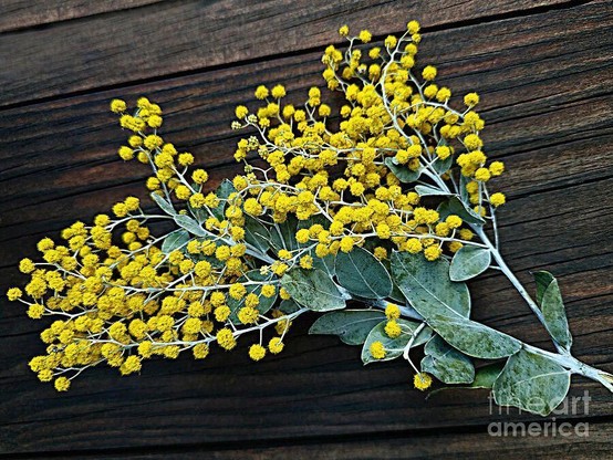I picked this sprig of bright yellow Wattle or Acacia flowers from a Wattle tree in my street in the north of Sydney, NSW, Australia. I loved the contrast of the yellow Wattle against my old rustic bench seat in my garden.

It shows small, round, fluffy blooms laid on a dark textured wooden surface. The flowers are clustered along thin, whitish stems with some green but slightly speckled leaves. The wooden surface has a rich, dark brown color with visible grain patterns.
By Kaye Menner Photography
https://kaye-menner.pixels.com/featured/wattle-on-wood-by-kaye-menner-kaye-menner.html