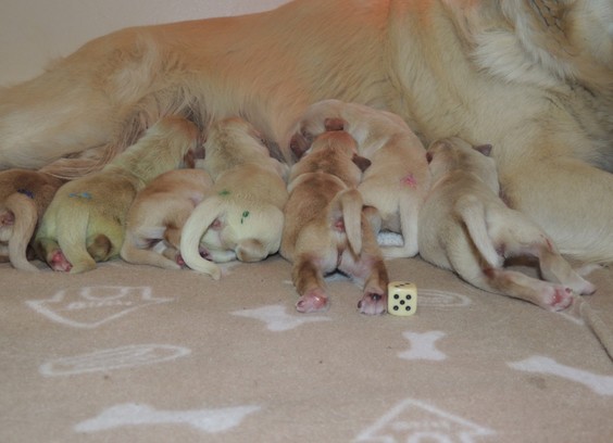 Golden-Retriever-Welpen am Gesäuge der Hundemama. Einer der Welpen hat eine grünliche Färbung.