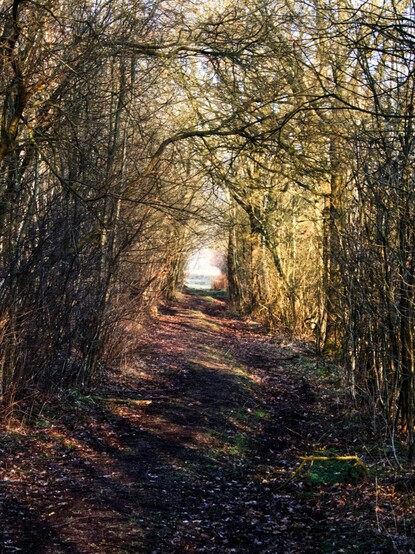 Blick in eine Allee gesäumt mit Bäumen und Sträuchern 